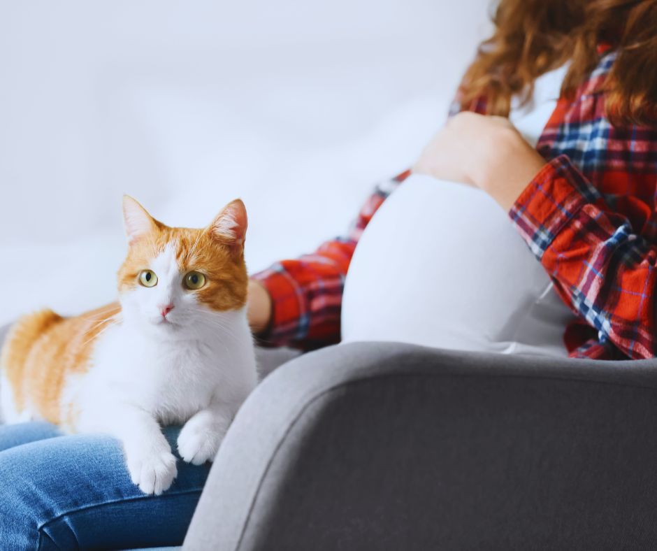 Cica fekszik a kismama lábán, aki simogatja őt